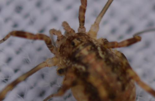 Paroligolophus agrestis